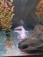 Axolotl, Dieren en Toebehoren