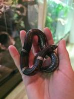 1.0 Tricolor Haakneus/Lystrophis Pulcher/Xenodon 100%Hypo-E, Dieren en Toebehoren, Reptielen en Amfibieën, Slang, 0 tot 2 jaar