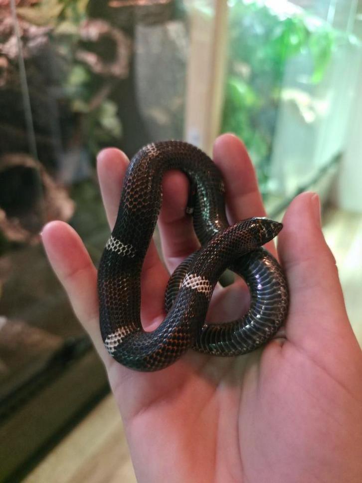 1.0 Tricolor Haakneus/Lystrophis Pulcher/Xenodon 100%Hypo-E