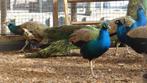 Blauwe pauwen | Passend advies, Dieren en Toebehoren, Meerdere dieren, Overige soorten