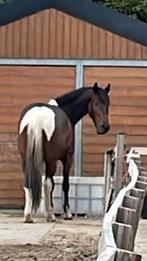 Braaf paard - 7-jarige ruin, Dieren en Toebehoren, Paarden, Ruin, Recreatiepaard, Ingeënt