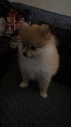 Raszuivere Super mooie Bearface pomeranian /pomeriaan pups, Dieren en Toebehoren, Keeshond, CDV (hondenziekte), 8 tot 15 weken
