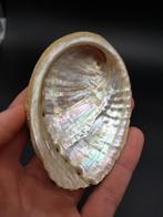Abalone zeeoor schelp (nr. 2), Verzamelen, Mineralen en Fossielen, Schelp(en), Ophalen of Verzenden