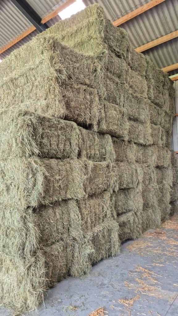Hooi, stro, weidehooi, tarwestro, lucerne, kuilgras, kuilvoe, Dieren en Toebehoren, Dierenvoeding, Vee, Ophalen of Verzenden