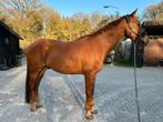 Lieve KWPN ruin te koop, Dieren en Toebehoren, Paarden, 175 cm of meer, Gechipt, Ruin, L