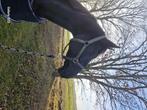 Paard fok merrie, Dieren en Toebehoren, Paarden en Pony's | Overige Paardenspullen, Ophalen, Recreatie