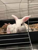 Te koop! Baby konijntjes, Dieren en Toebehoren, Konijnen, Meerdere dieren, Dwerg