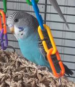 Dubbelsplit grasparkiet, Meerdere dieren, Parkiet, Geringd