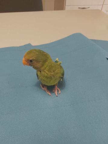 Tamme baby Pruimkop parkiet
 beschikbaar voor biedingen