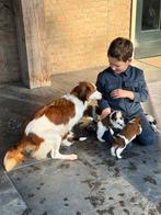 Kooiker, Nederland, Overige rassen, 8 tot 15 weken, CDV (hondenziekte)