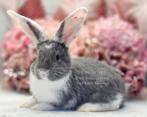Duitse reuzen Rambo junior bloedlijn, Dieren en Toebehoren, Konijnen, Meerdere dieren, Groot, 0 tot 2 jaar