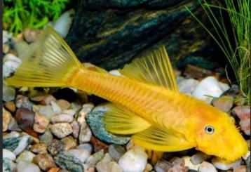 jonge L144 blauwe ogen Ancistrus beschikbaar voor biedingen