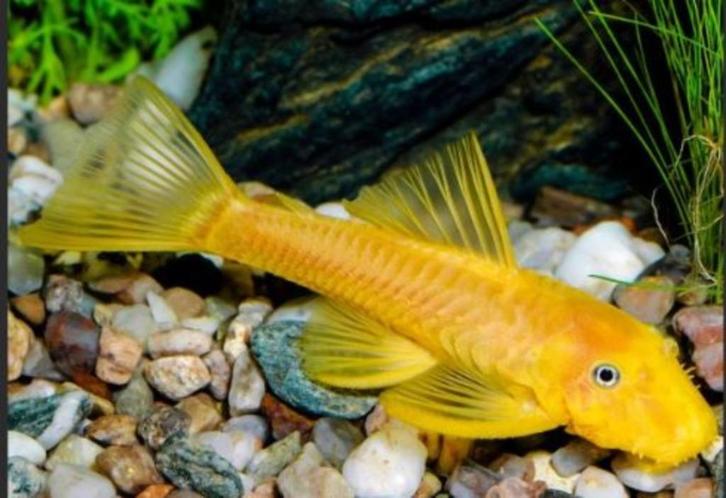 jonge L144 blauwe ogen Ancistrus, Dieren en Toebehoren, Vissen | Aquariumvissen, Zoetwatervis, Vis