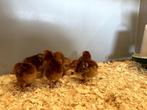 Rhode Island red kriel kuikens hennetjes, gesekst en ingeënt, Dieren en Toebehoren, Pluimvee, Vrouwelijk, Kip
