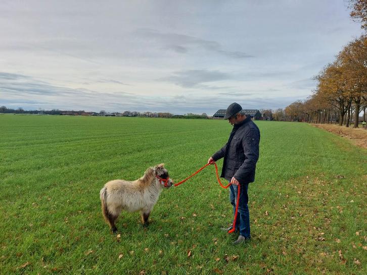 Apart klein merrie'tje, Dieren en Toebehoren, Pony's, Merrie, Niet van toepassing, A pony (tot 1.17m), Recreatiepony, 0 tot 2 jaar