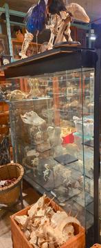 3 Grote Museum Vitrinekasten met Verlichting. €100 ps, Glas, Minder dan 100 cm, 25 tot 50 cm, 50 tot 100 cm