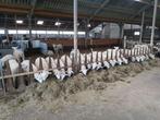 Stamboek swifter ooilammeren, Dieren en Toebehoren, Schapen, Geiten en Varkens, Vrouwelijk, Schaap