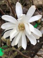 Magnolia stellata, Stermagnolia 130-140 cm € 57,50, Volle zon, Vaste plant, Lente, Ophalen