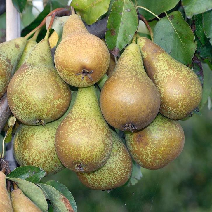 Laagstam fruitbomen, appel, peer, pruim, kers, mispel, Tuin en Terras, Planten | Fruitbomen, Appelboom, 100 tot 250 cm, Halfschaduw