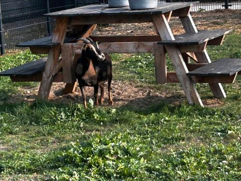 2. Maanvlek Dwerggeitjes, Dieren en Toebehoren, Schapen, Geiten en Varkens, Geit, Vrouwelijk