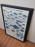 1x Schilderij frame met poster Nederlandse zeevissen, Ophalen, Zo goed als nieuw, Hout, 75 cm of meer