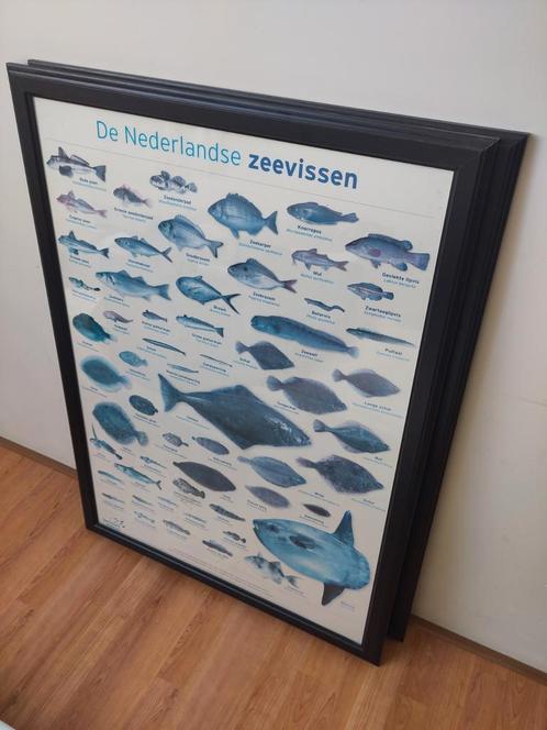 2x Schilderij frame met poster Nederlandse zeevissen, Huis en Inrichting, Woonaccessoires | Lijsten, Zo goed als nieuw, 75 cm of meer