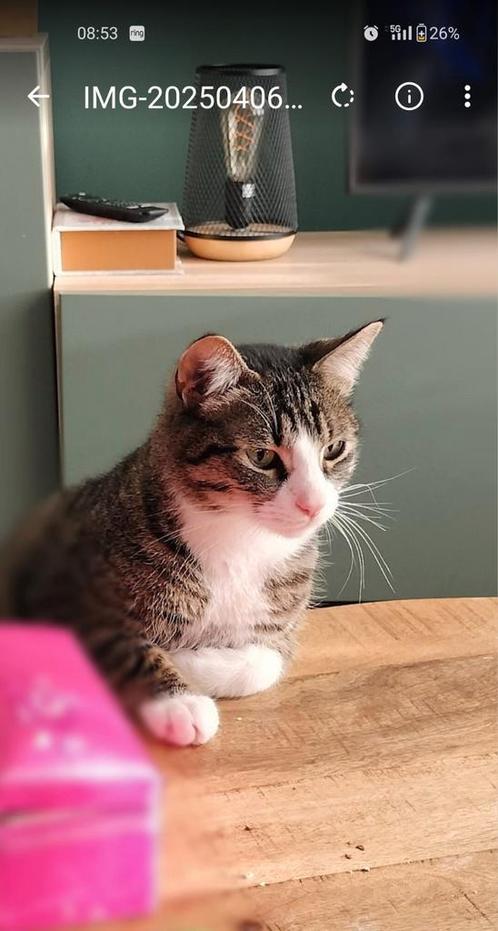 Leuke kat (2 jaar) zoekt nieuw thuis, Dieren en Toebehoren, Katten en Kittens | Overige Katten, Kater