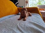 Mooie Vizsla pups te koop, Dieren en Toebehoren, Nederland, Overige rassen, 8 tot 15 weken, CDV (hondenziekte)