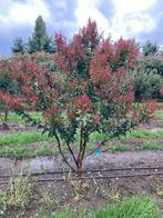 Lagerstroemia indica indischen seringen | meerstammig, Tuin en Terras, Planten | Bomen, Ophalen of Verzenden, Zomer, Volle zon