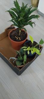 Bloemen, Ophalen of Verzenden, Overige soorten, Volle zon