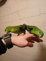 Handtamme catharina parkiet 2025 Limburg België, Vrouwelijk, Parkiet, Geringd