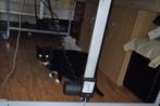 Gratis op te halen katten i.v.m. overlijden van mijn oma, Dieren en Toebehoren, Katten en Kittens | Overige Katten