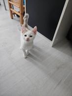 Kitten (mannetje), Dieren en Toebehoren, Katten en Kittens | Overige Katten, Kater