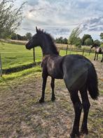fries merrie veulen, Dieren en Toebehoren, Paarden, Merrie, 0 tot 2 jaar