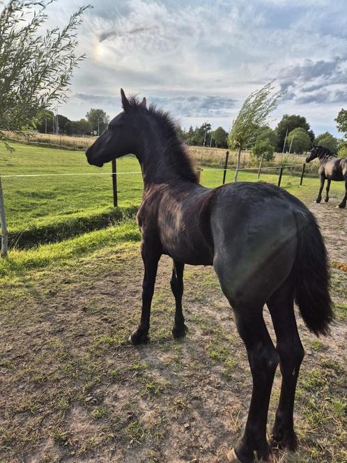 fries merrie veulen, Dieren en Toebehoren, Paarden, Merrie, 0 tot 2 jaar
