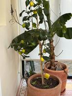 Citroenboom in pot, Overige soorten, Lente, 100 tot 250 cm, Ophalen