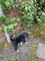 Senne-Doodle pups, 8 tot 15 weken, Meerdere, Meerdere dieren, Middel