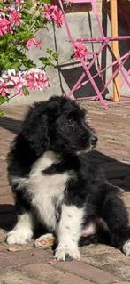 Te koop van Dierenarts: Australian Doodles, 8 tot 15 weken, Meerdere, Meerdere dieren, Middel