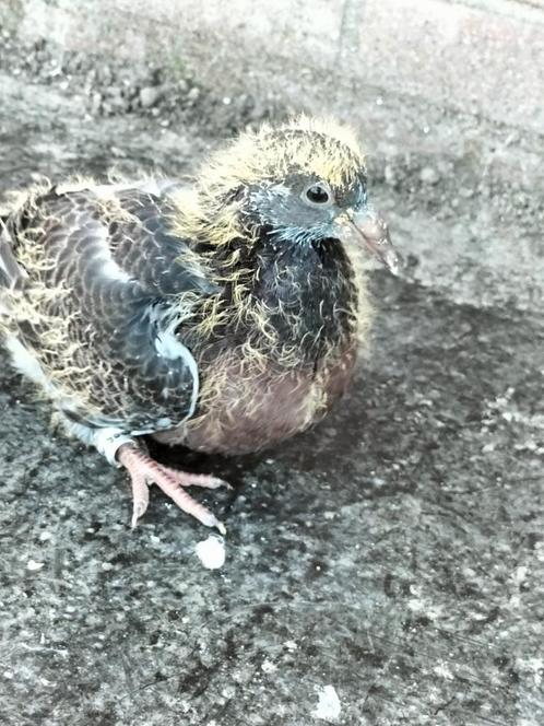 Alvast te reserveren jonge kleurpostduif kleurpostduiven., Dieren en Toebehoren, Vogels | Duiven, Postduif, Geslacht onbekend