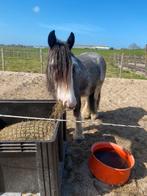Verzorgpaard aangeboden: lieve tinker zoekt verzorg(st)er, Dieren en Toebehoren, Stalling en Weidegang