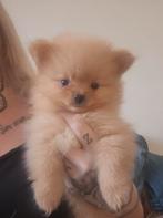 Pomeriaan x pomchi nog 1 reutje zoekt een warm mandje, Dieren en Toebehoren, Honden | Chihuahua's en Gezelschapshonden, CDV (hondenziekte)