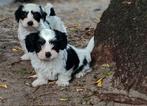 Hele kleine boomer pups (shihtzu x maltezer), Overige rassen, CDV (hondenziekte), 8 tot 15 weken, Meerdere