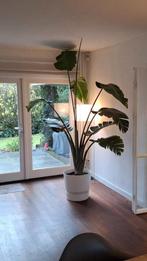 Strelitzia augusta XL incl. ELHO pot, Ophalen, 200 cm of meer, Halfschaduw, In pot