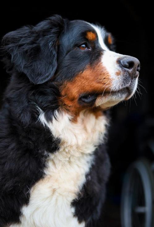 Nest aankondiging Berner Sennen pups met stamboom, Dieren en Toebehoren, Honden | Bulldogs, Pinschers en Molossers, Meerdere dieren