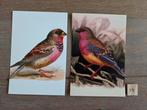 OPRUIMING   VOGELS A 14, Verzamelen, Ansichtkaarten | Dieren, Ophalen, 1980 tot heden, Vogel