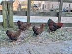 Wyandotte kriel hennen 20-24 weken oud, Dieren en Toebehoren, Meerdere dieren, Kip
