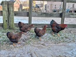 Wyandotte kriel hennen 20-24 weken oud, Dieren en Toebehoren, Pluimvee, Kip, Meerdere dieren