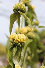 Brandkruid, Overige soorten, Volle zon, Vaste plant, Ophalen of Verzenden