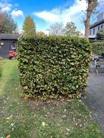 Beukenhaag, Tuin en Terras, Planten | Tuinplanten, Ophalen, Volle zon