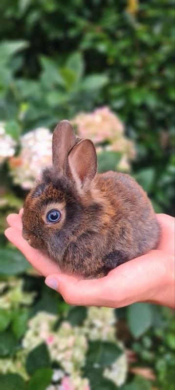  lief en schattig baby konijntje te koop! beschikbaar voor biedingen